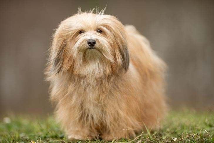 Havanese Dog Breed Information