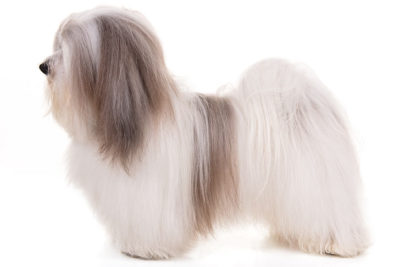 Havanese standing in profile facing left.