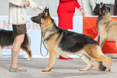 Best of Breed: GCHS CH Stuttgart's Now Don'T Refuse Me Of Masrock, German Shepherd Dog; 2016 AKC National Championship presented by Royal Canin Herding Group judging, Orlando, FL.