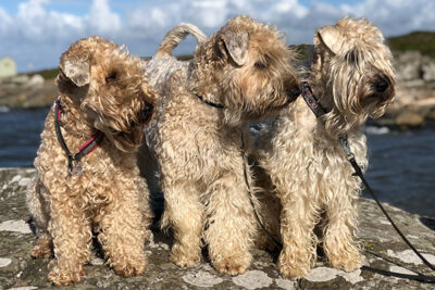 Soft Coated Wheaten Terriers standing together on the coast.