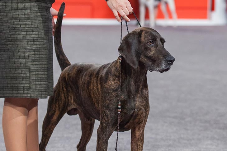 Best of Breed and VETC- -D-1: GCHB CH CGCH C-Cruz Mob Boss Vito's Gotcha, Plott; Hound Group judging at the 2016 AKC National Championship presented by Royal Canin in Orlando, FL.