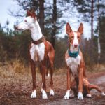 Ibizan Hounds together on a trail in the forest.