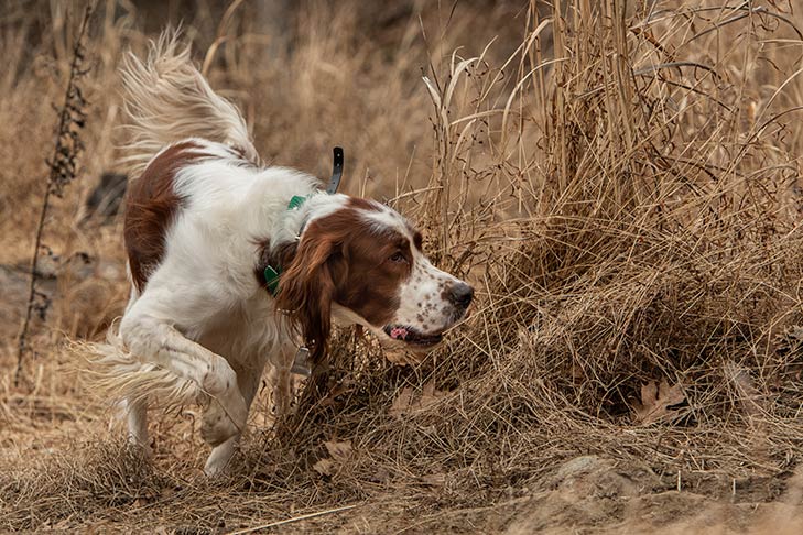 Irish Red and White Setter hunting in a field.