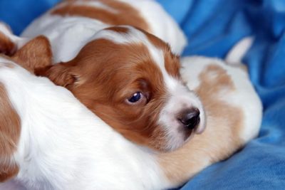 Irish Red and White Setter puppy laying down with its littermates.