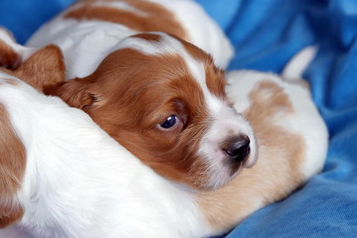 ugentlig forskel ketcher Irish Red and White Setter Dog Breed Information