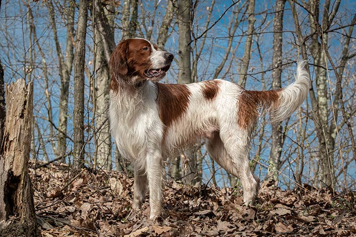 Irish Red and White Setter standing on the bank in fall.