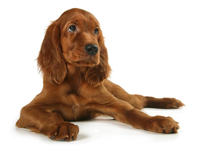 Gade Utilgængelig en lille Irish Setter Dog Breed Information