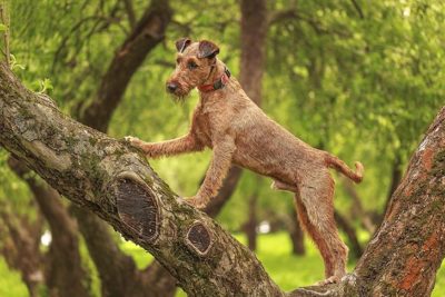 Irish Terrier exploring a tree in the park.