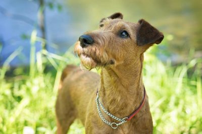 Irish Terrier head portrait standing outdoors.