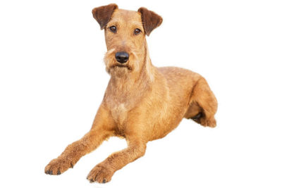Irish Terrier lying in three-quarter view.