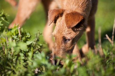 Red Irish Terrier sniffing the grass.