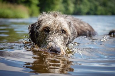Irish Wolfhound in a lake.