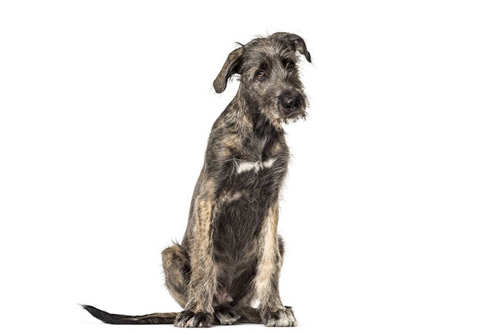 Irish Wolfhound Dog Information