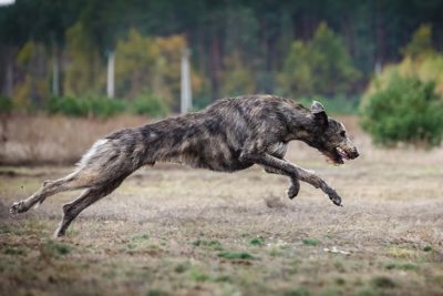 Irish Wolfhound running in a field.