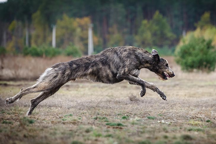 Irish Wolfhound running in a field.