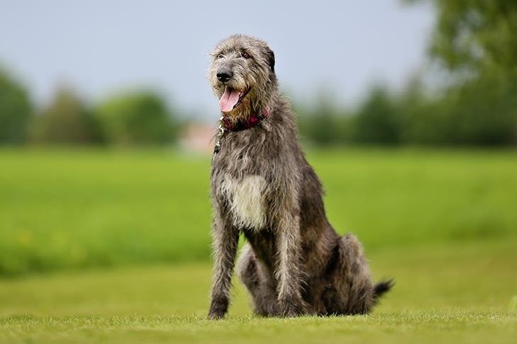 Irish Wolfhound sitting outdoors in the grass.