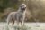 Irish Wolfhound standing in a field.