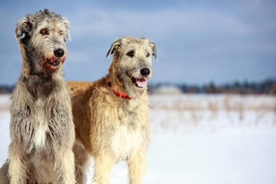 Irish Wolfhounds in a field.