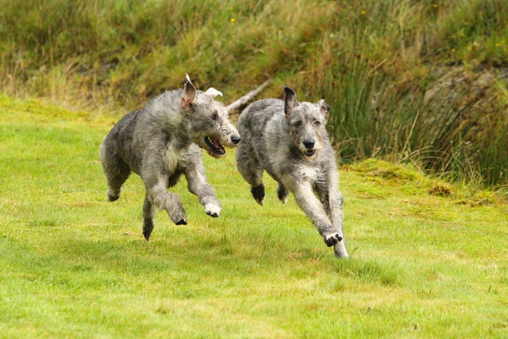 Irish Wolfhounds running in the yard.