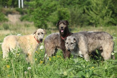 Irish Wolfhounds standing together in a field.