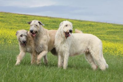 Irish Wolfhounds standing together in a meadow.