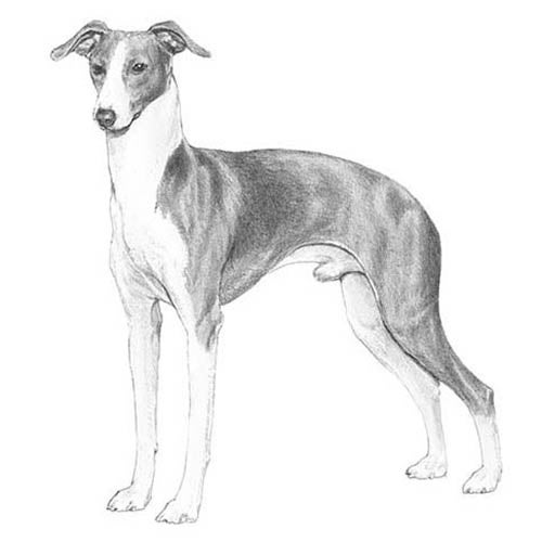 Italian Greyhound Dog Breed Information