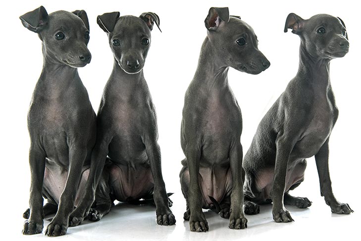 how tall are italian greyhounds