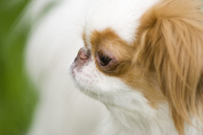 Japanese Chin head in profile outdoors.