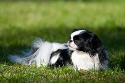 Japanese Chin laying in the grass.