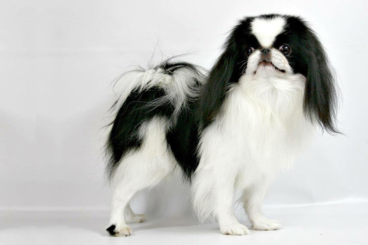Japanese Chin standing sideways facing right, head turned forward