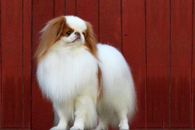 Japanese Chin standing in three-quarter view
