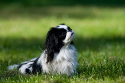 Japanese Chin sitting in the grass.