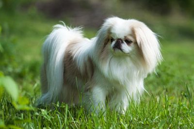 https://www.akc.org/wp-content/uploads/2017/11/Japanese-Chin-standing-outdoors-400x267.jpg