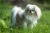 Japanese Chin standing in the grass outdoors.
