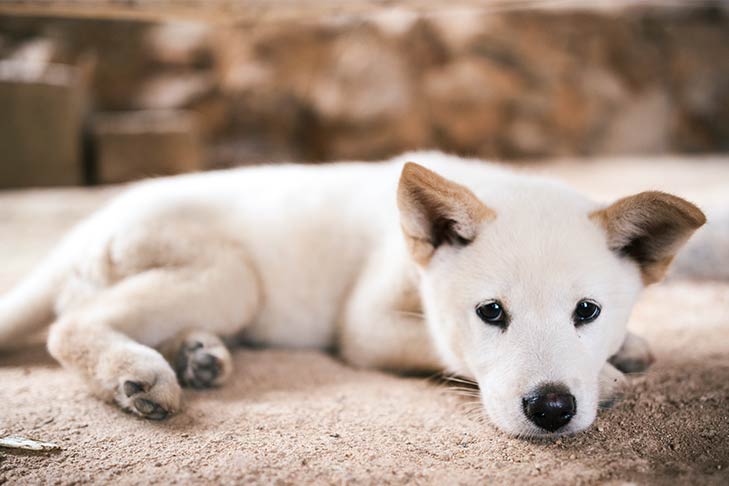 Korean Jindo Dog - Dog Breed Information