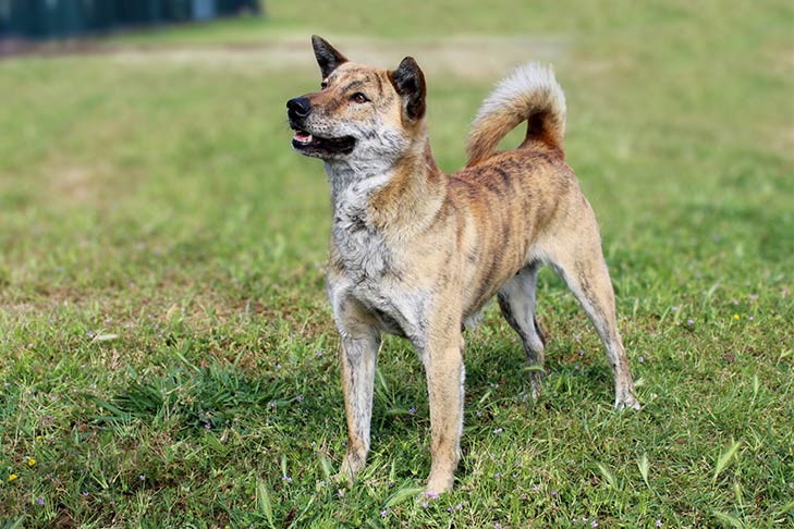 Korean Jindo Dog - Dog Breed Information