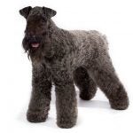 Kerry Blue Terrier standing in three-quarter view