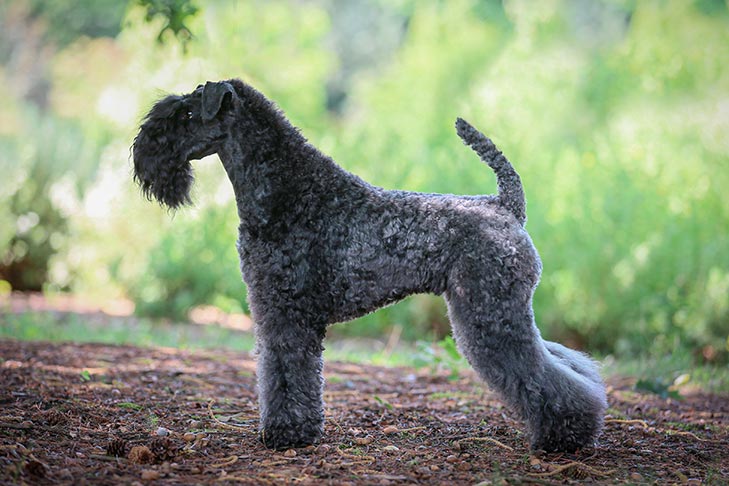 Kerry Blue Terrier standing stacked outdoors.