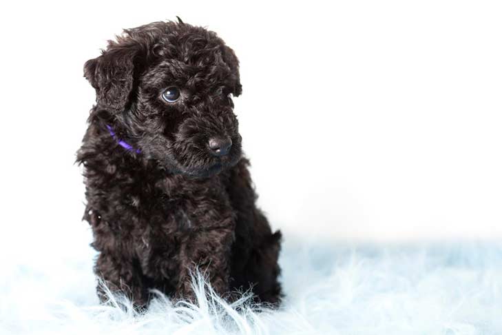 Kerry Blue Terrier puppy sitting on a rug.