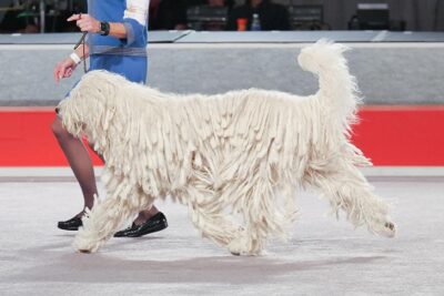 Best of Breed: GCH CH Nagyalma Bbetty Boop, Komondor; Working Group judging at the 2016 AKC National Championship presented by Royal Canin in Orlando, FL.