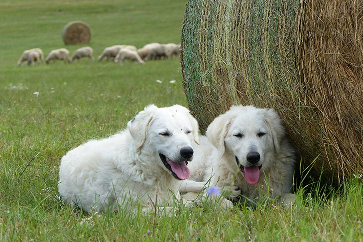 Kuvaszok laying down in a field with sheep nearby.