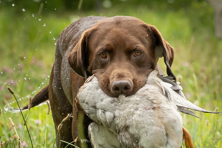 8 Unique Dog Breeds That Make Excellent Bird Hunters