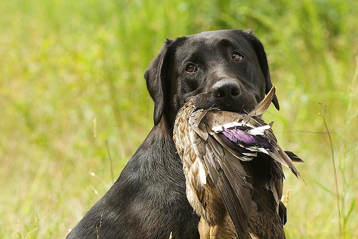 Labrador Retriever sitting outdoors with a bird in its mouth.
