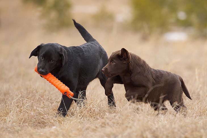 Two Labrador Retriever puppies playing with a decoy outdoors.