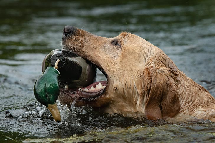 Labrador Retriever swimming with a decoy in its mouth.