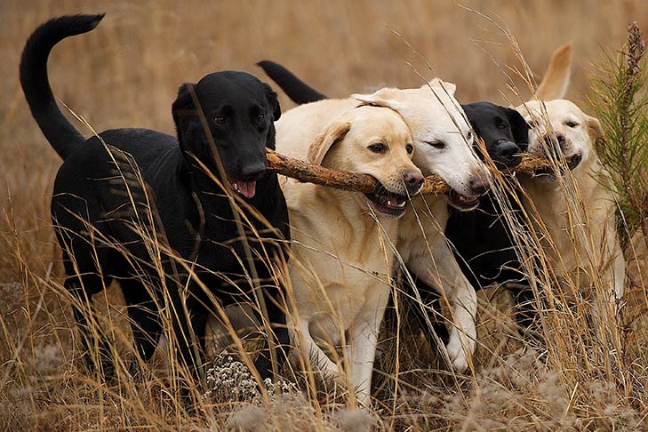 Yellow and black Labrador Retrievers all fetching the same large stick.