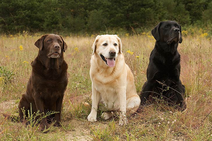 stor Kæreste Jeg regner med Labrador Retriever Dog Breed Information