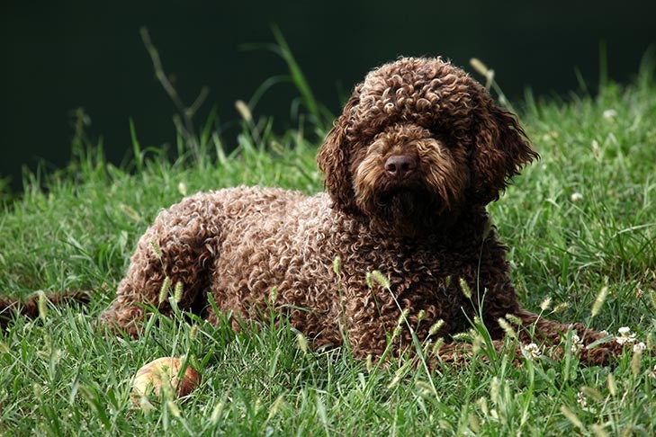 Lagotto Romagnolo laying down in the grass.