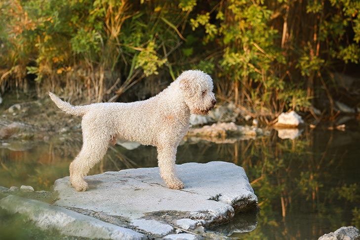 Lagotto Romagnolo standing by a pond.