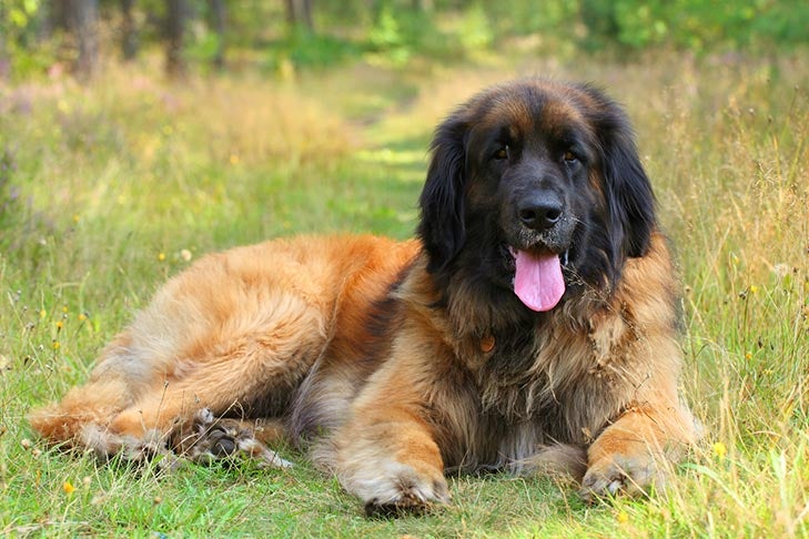 Leonberger laying on a grassy path in the woods.
